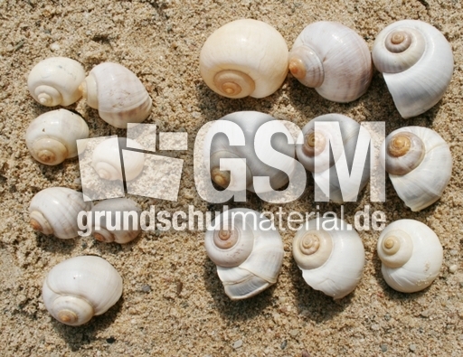 Schneckenhäuser-7+9.jpg